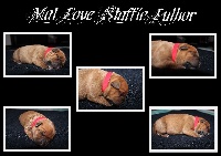Mat Love Staffie - Staffordshire Bull Terrier - Portée née le 18/12/2015