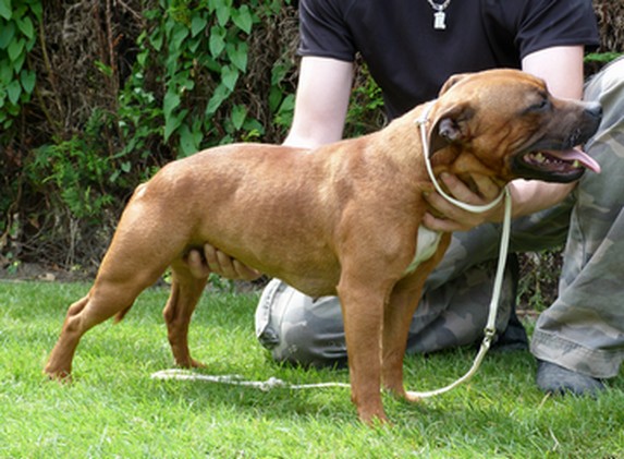 Mat Love Staffie Glamour