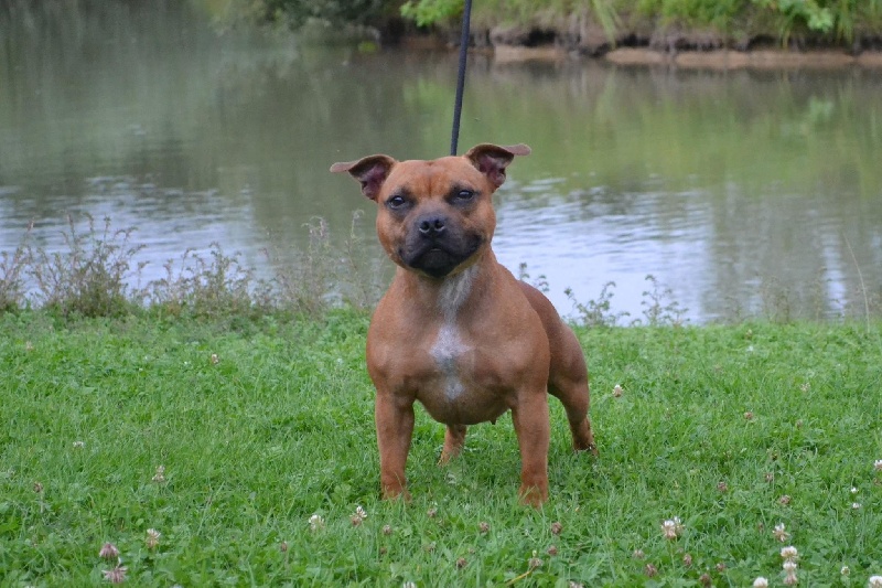 Mat Love Staffie I love passion