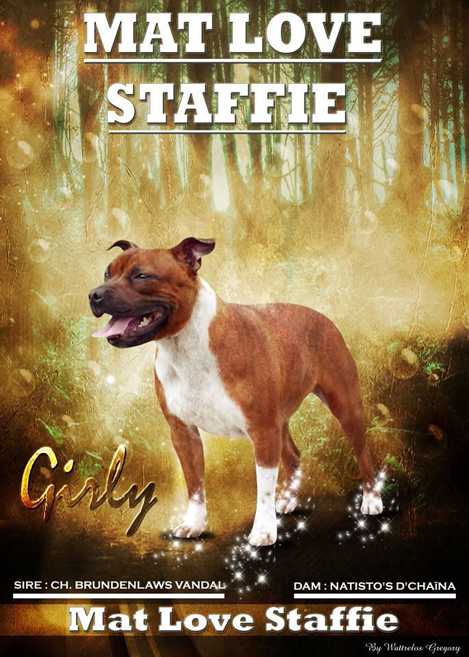 Mat Love Staffie Girly