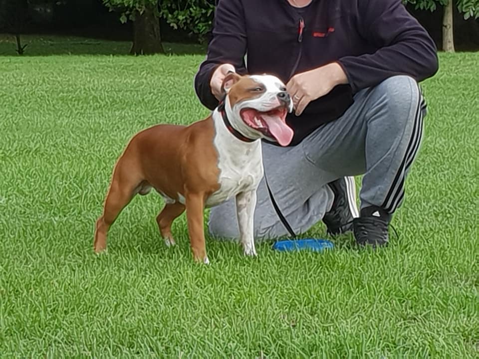 Staffysdream Narco