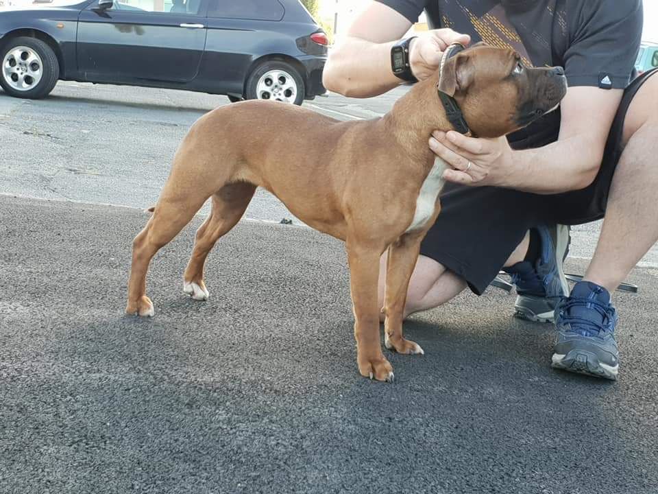 Staffysdream Nikita