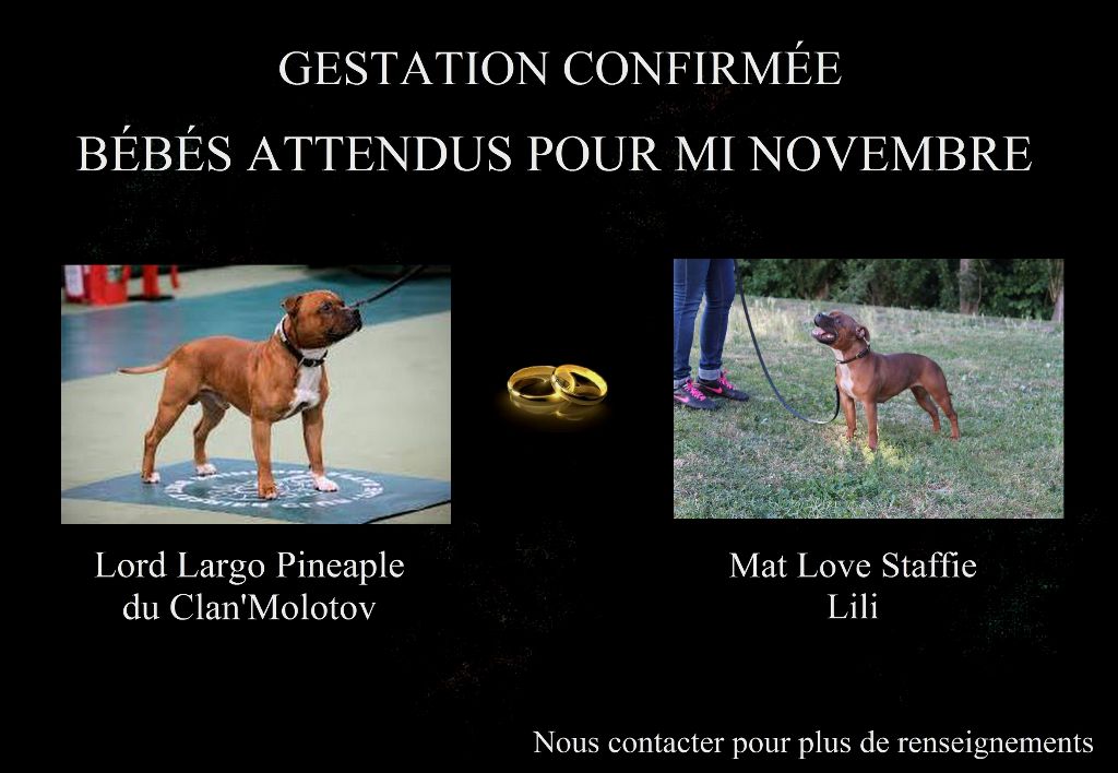 Mat Love Staffie - Des bébés attendus pour mi novembre !!!